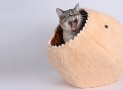 Hairy Cat Ball Kitty Bed